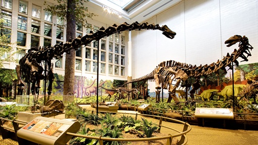 Dinosaur skeletons inside the Carnegie Museum of Natural History